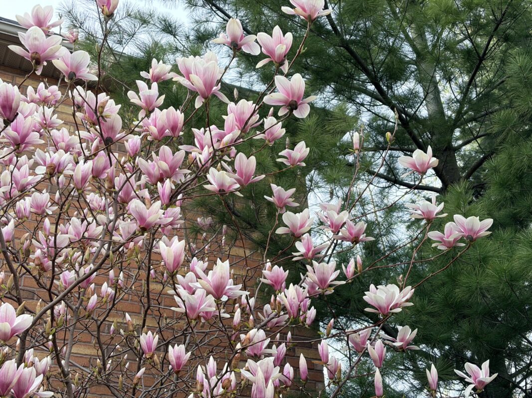 Magnolia tree in bloom