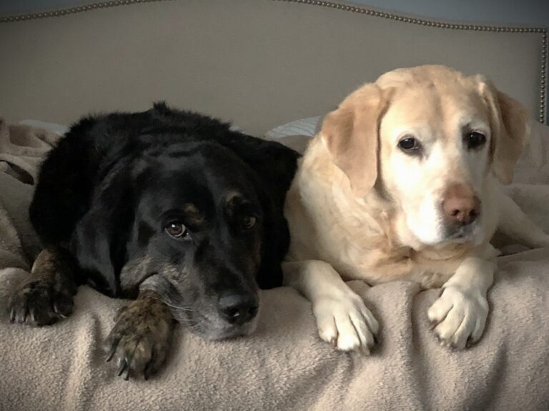 Two clean, freshly groomed Labrador Retrievers sitting side-by-side post-grooming at Splash and Dash