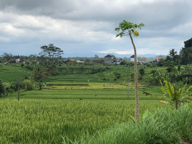 12 Days in Bali: Where I'd Go Back and What I'd Skip 6 IMG 0084